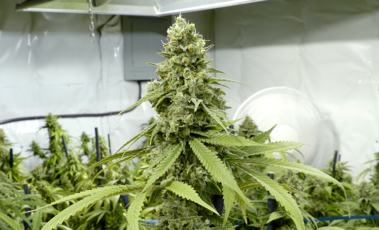 cannabis plant