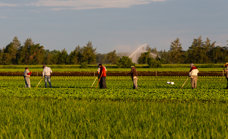 immigrant-farm-workers